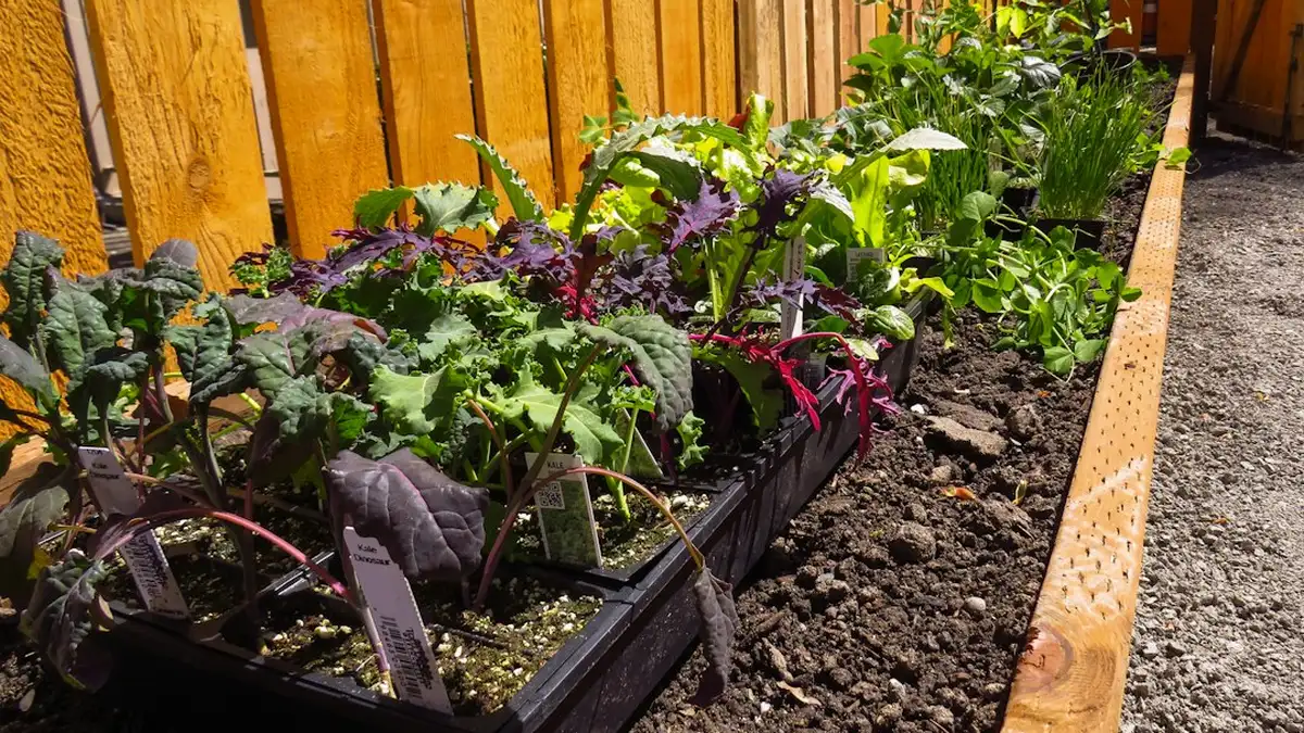 Carré potager en hauteur
