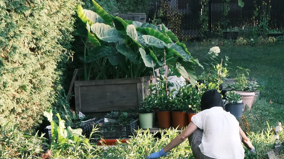 Carré potager fait maison