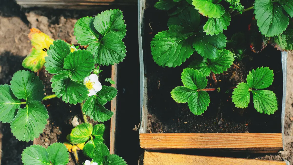 Cultiver des fraises chez soi : tout ce qu'il faut savoir