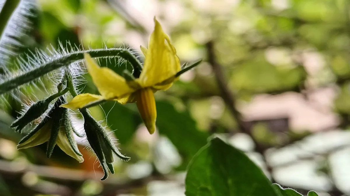 Potager et fleurs